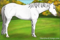 Horse Color:White Spotted Blue Roan Splash Appaloosa 
