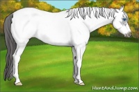 Horse Color:White Spotted Blue Roan Splash Frame Appaloosa 