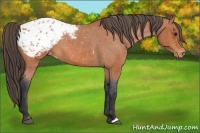 Horse Color:Bay Roan Appaloosa 