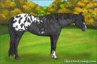 Horse Color:Black Appaloosa