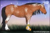 Horse Color:White Spotted Bay 