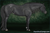 Horse Color:Black Appaloosa