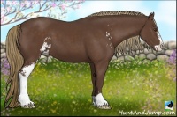 Horse Color:Liver Chestnut Sabino 