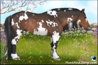 Horse Color:White Spotted Brown Rabicano