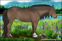 Horse Color:Liver Chestnut Sabino Rabicano 