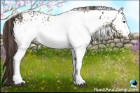 Horse Color:White Spotted Liver Chestnut Rabicano
