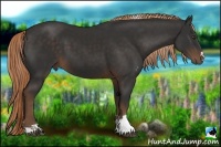 Horse Color:Liver Chestnut Sabino Rabicano