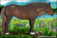 Horse Color:Liver Chestnut Rabicano