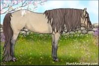 Horse Color:Bay Dun Appaloosa 