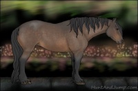 Horse Color:Buckskin Roan