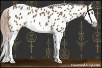 Horse Color:Chocolate Palomino Splash Appaloosa