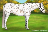 Horse Color:Buckskin Appaloosa 