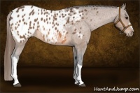 Horse Color:Buckskin Blanket