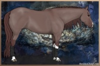 Horse Color:Chocolate Grullo 