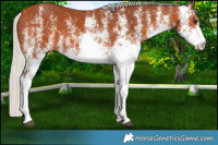 Horse Color:White Spotted Silver Bay 
