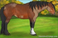Horse Color:Buckskin Sabino and Bay