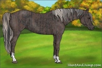 Horse Color:Black  and Silver Black 