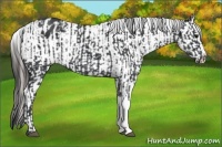 Horse Color:Black  and Black Appaloosa 