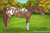 Horse Color:Chestnut Appaloosa