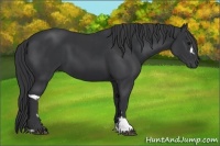 Horse Color:Black  and Black 