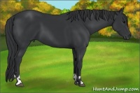 Horse Color:Black  and Black 