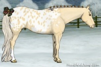 Horse Color:Palomino Appaloosa