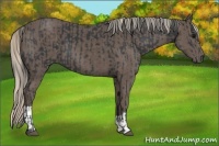 Horse Color:Black and Silver Black