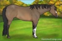 Horse Color:Brown Dun 