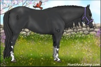 Horse Color:Black  and Black 