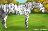 Horse Color:Black  and Black Appaloosa 