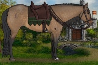 Horse Color:Bay Dun