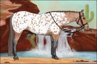 Horse Color:Bay Appaloosa 
