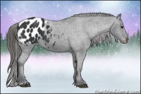Horse Color:Black Appaloosa 