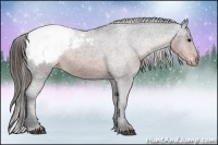 Horse Color:Brown Appaloosa 