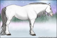 Horse Color:Blue Onyx Appaloosa 