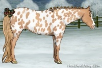 Horse Color:Gold Champagne Roan Splash Near Leopard 