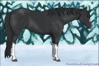Horse Color:Black  and Black 