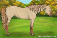 Horse Color:Red Dun Roan