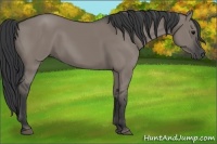 Horse Color:Grullo