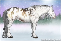 Horse Color:Brown Onyx Sabino Appaloosa 