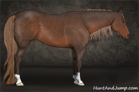 Horse Color:Liver Chestnut 