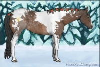 Horse Color:Buckskin Tobiano