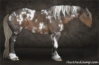 Horse Color:White Spotted Liver Chestnut 