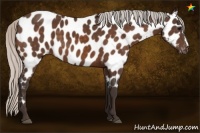 Horse Color:Silver Brown Near Leopard 