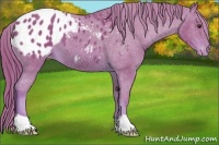 Horse Color:Watercolor Chestnut Appaloosa