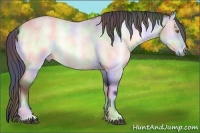Horse Color:Nacre Bay Chinchilla Roan Onyx Rabicano 
