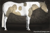 Horse Color:Silver Buckskin Tobiano
