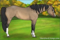 Horse Color:Buckskin Dun