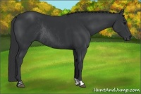 Horse Color:Black and Black Rabicano