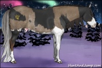 Horse Color:Liver Chestnut Rabicano and Liver Red Dun Splash Rabicano